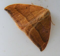 Watsonalla cultraria
