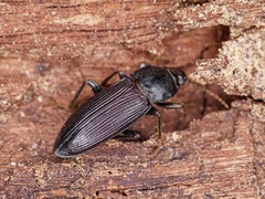 Zolodinus zelandicus