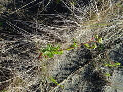 Senecio glastifolius