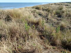 Senecio glastifolius