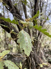 Solanum incompletum
