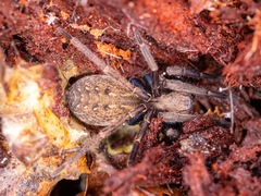 Uliodon