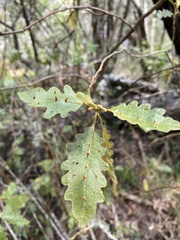 Solanum incompletum