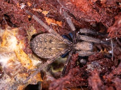 Uliodon