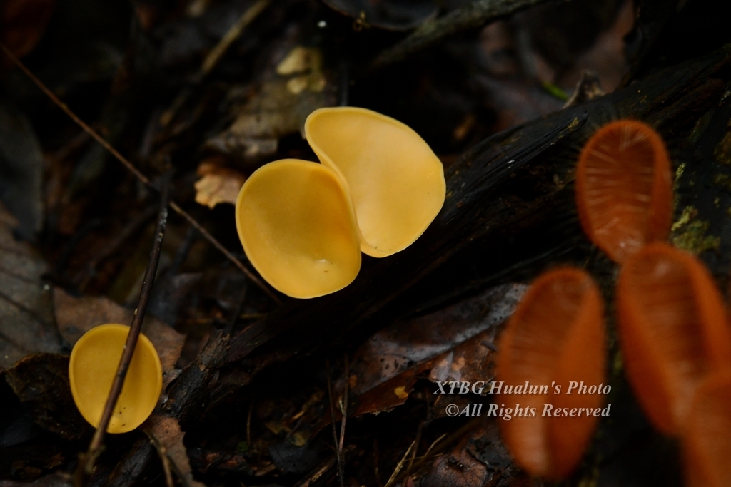 Cookeina indica