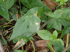 Passiflora suberosa