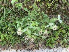 Pycnanthemum