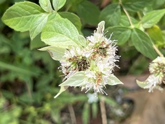Pycnanthemum