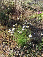 Brachyscome ciliaris