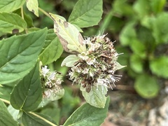 Pycnanthemum