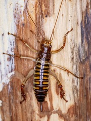 Hemideina crassidens