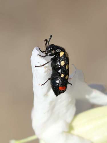 Ceroctis aliena · BioDiversity4All