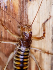 Hemideina crassidens