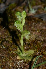 Pterostylis cycnocephala