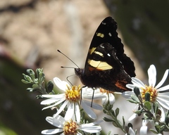 Vanessa itea