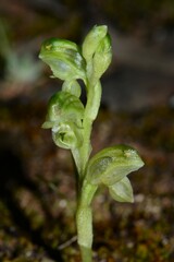 Pterostylis cycnocephala