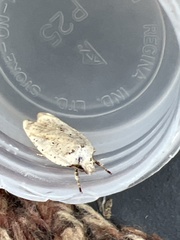 Agonopterix