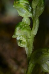 Pterostylis cycnocephala