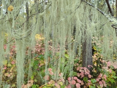 Usnea longissima