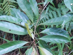 Elaeocarpus eumundii