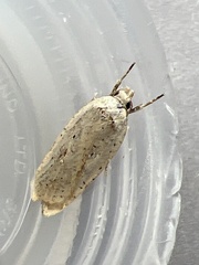 Agonopterix