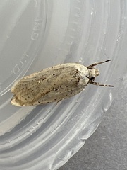 Agonopterix