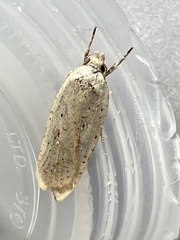 Agonopterix