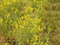 Jacobaea