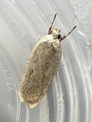 Agonopterix