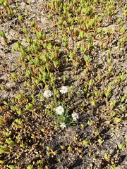 Brachyscome ciliaris