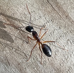 Camponotus consobrinus