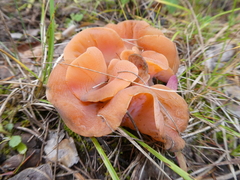Guepinia helvelloides