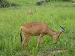 Alcelaphus buselaphus lelwel