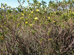 Ursinia paleacea