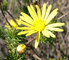 Ursinia paleacea