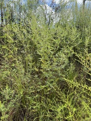 Ambrosia artemisiifolia