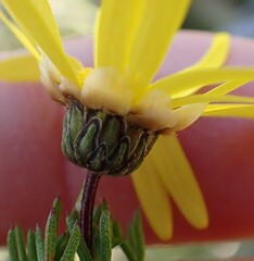 Ursinia paleacea