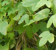 Passiflora subpeltata