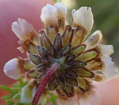 Ursinia paleacea