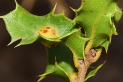 Plagiotrochus quercusilicis