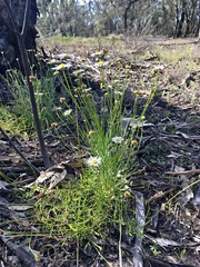 Brachyscome paludicola