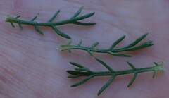 Ursinia paleacea