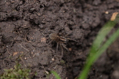 Trochosa