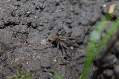 Trochosa