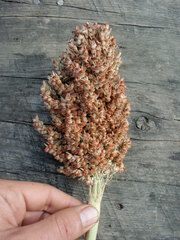 Sorghum bicolor