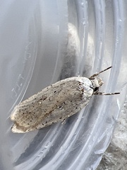 Agonopterix