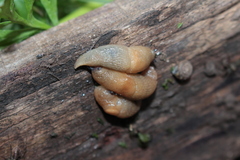 Limacoidea
