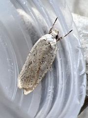 Agonopterix