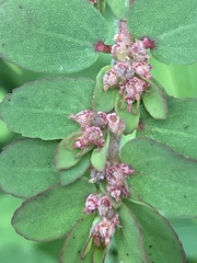 Euphorbia thymifolia