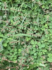 Euphorbia thymifolia